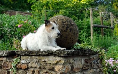 Doggy destinations: 7 dog-friendly gardens to visit this spring