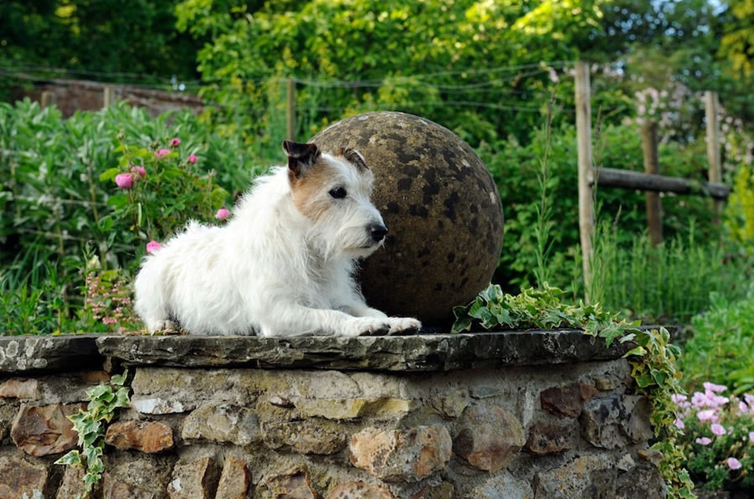 Dog Friendly Gardens To Visit