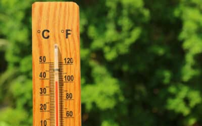 Hot tips: The do’s and don’ts of looking after your garden in a heatwave