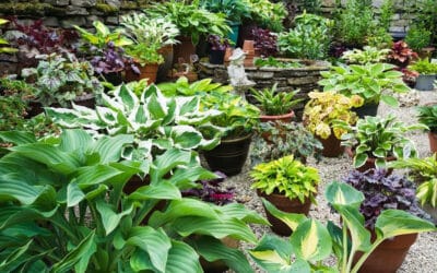 Darker spaces don’t have to be dreary: 8 of the coolest plants for shady gardens