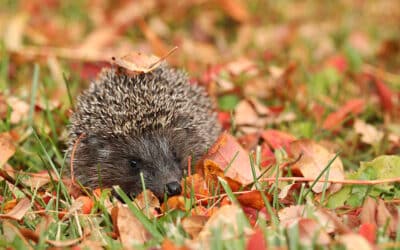 Creature comforts: Top tips to help hedgehogs hibernate