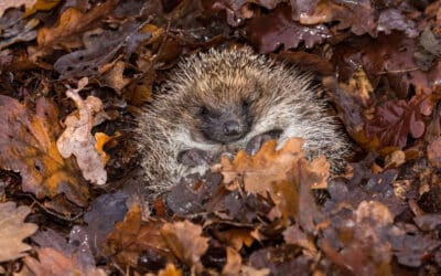 Happy hibernation: How to help garden wildlife hunker down for winter