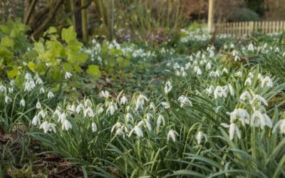 Spring starters! 10 of the best gardens to visit to see snowdrops
