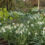 Spring starters! 10 of the best gardens to visit to see snowdrops